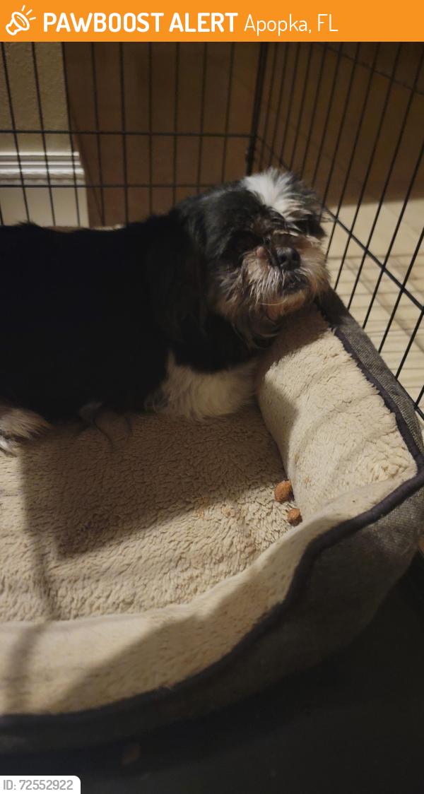 Found/Stray Male Dog last seen 441/Plymouth Sorrento Rd , Apopka, FL 32712