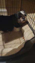 Found/Stray Male Dog last seen 441/Plymouth Sorrento Rd , Apopka, FL 32712