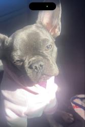 Lost Female Dog last seen Cactus in 28th Dr, Phoenix, AZ 85029