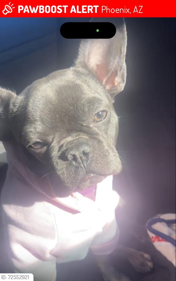 Lost Female Dog last seen Cactus in 28th Dr, Phoenix, AZ 85029