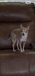 Lost Male Dog last seen Near NW CR 1040 near Hwy 22 corsicana, Corsicana, TX 75110