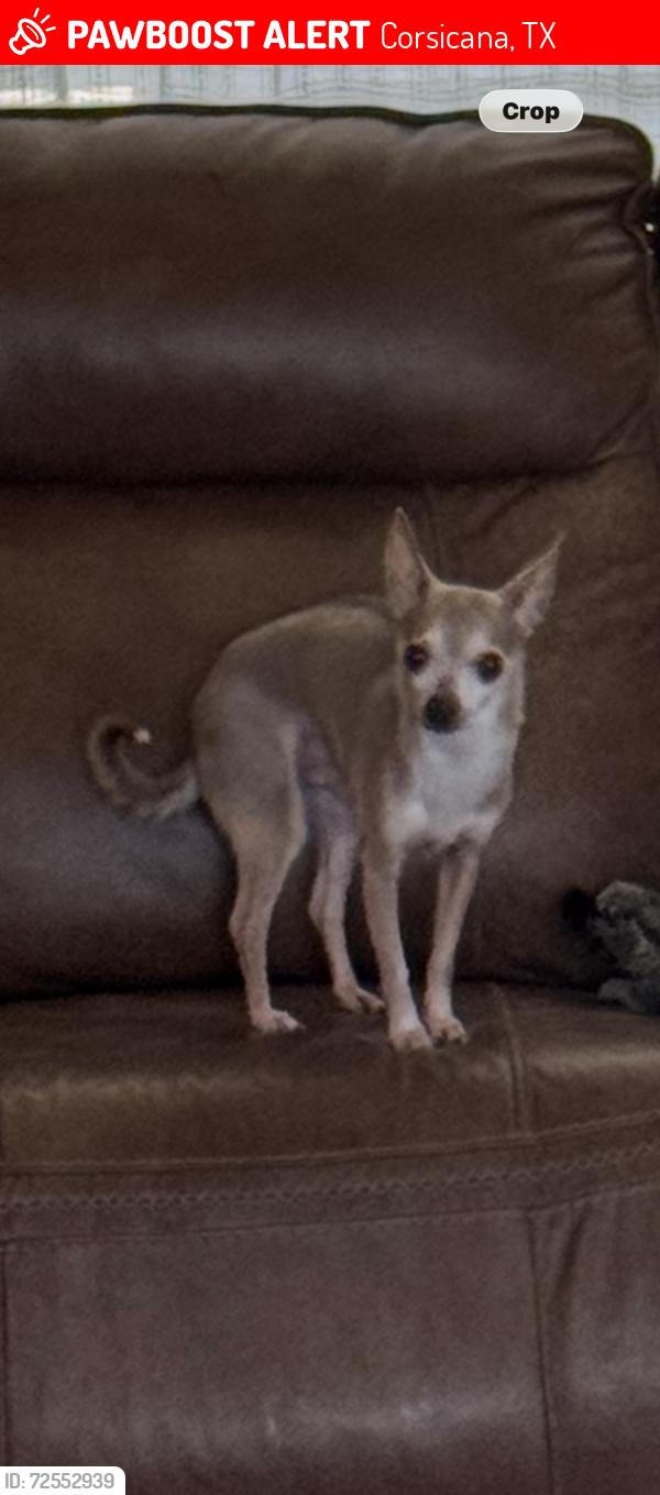 Lost Male Dog last seen Near NW CR 1040 near Hwy 22 corsicana, Corsicana, TX 75110