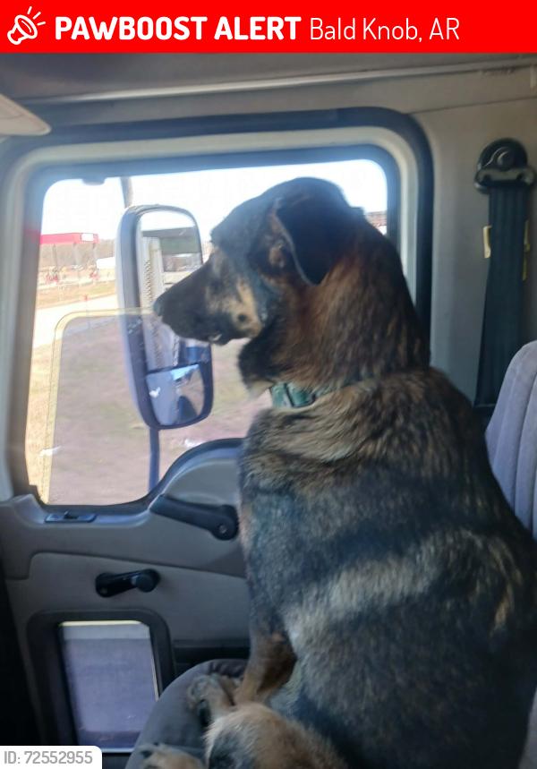 Lost Male Dog last seen Us 64 before hwy turns to 4 lanes, Bald Knob, AR 72010