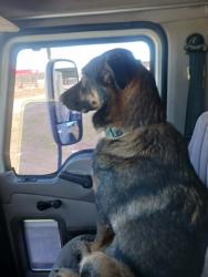 Lost Male Dog last seen Us 64 before hwy turns to 4 lanes, Bald Knob, AR 72010