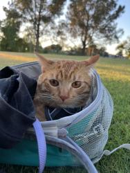 Lost Male Cat last seen Mission Gorge Rd and Jackson Dr. , San Diego, CA 92119