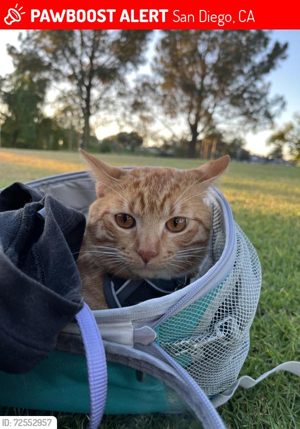 Lost Male Cat last seen Mission Gorge Rd and Jackson Dr. , San Diego, CA 92119