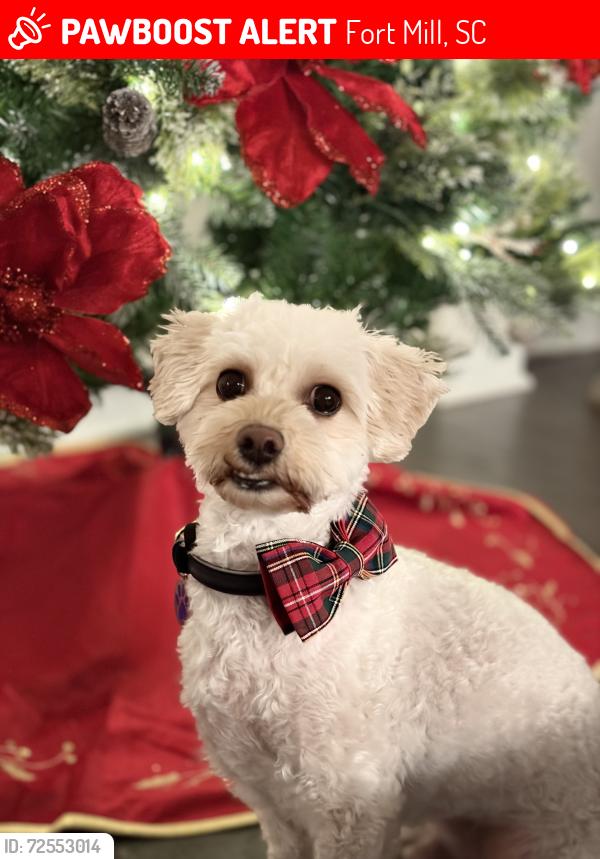 Lost Male Dog last seen Gardendale rd Lake ridge rd, Fort Mill, SC 29708