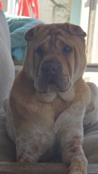 Lost Male Dog last seen Nadine and Cloverdale st, Deltona, FL 32738