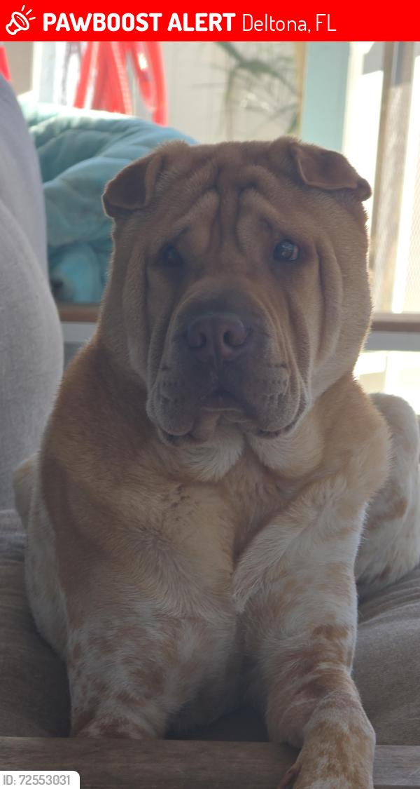 Lost Male Dog last seen Nadine and Cloverdale st, Deltona, FL 32738