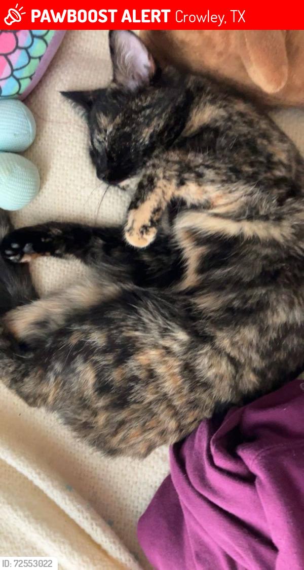 Lost Female Cat last seen Near Celeste St., corner of Matthew next to the water tower and Crowley high school, Crowley, TX 76036