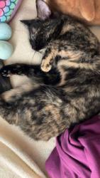 Lost Female Cat last seen Near Celeste St., corner of Matthew next to the water tower and Crowley high school, Crowley, TX 76036