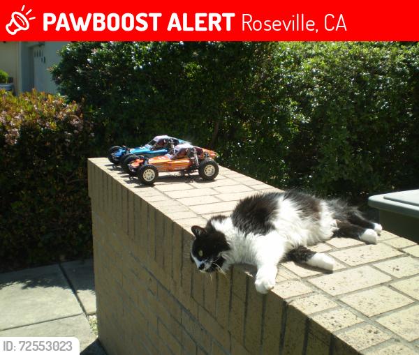 Lost Female Cat last seen Cushendall , Roseville, CA 95747