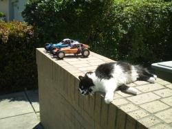 Lost Female Cat last seen Cushendall , Roseville, CA 95747