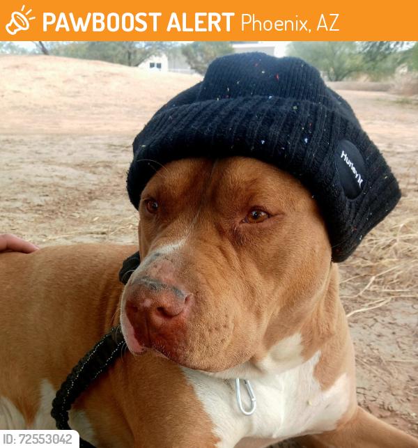 Found/Stray Female Dog last seen Highline Park, Phoenix, AZ 85042