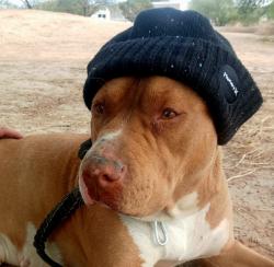 Found/Stray Female Dog last seen Highline Park, Phoenix, AZ 85042