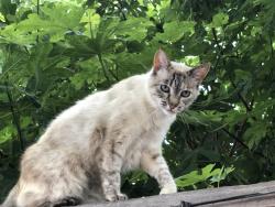 Lost Female Cat last seen Fell Court, San Jose, 95136, San Jose, CA 95136