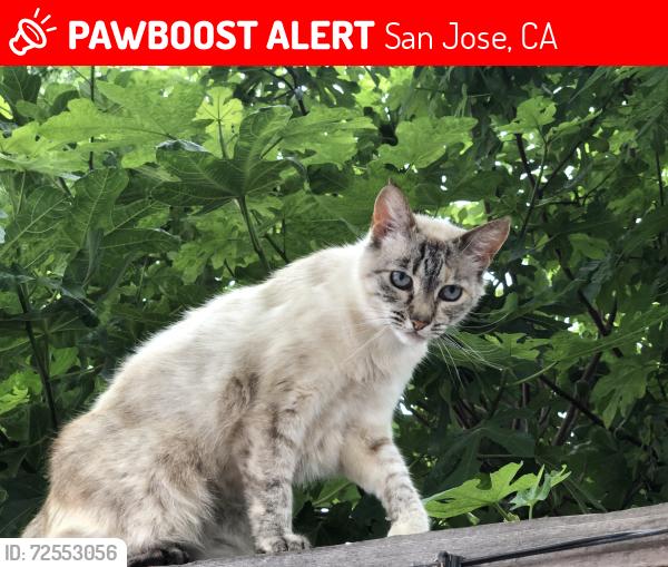 Lost Female Cat last seen Fell Court, San Jose, 95136, San Jose, CA 95136