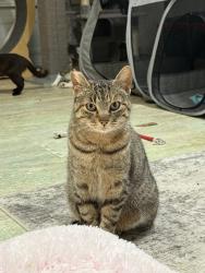 Lost Female Cat last seen Mimika pl, San Diego, CA 92111