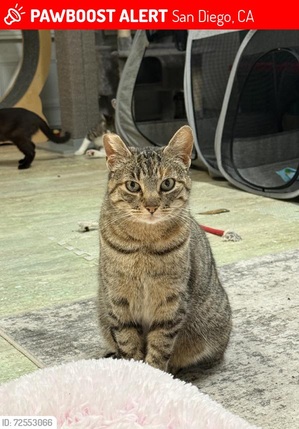 Lost Female Cat last seen Mimika pl, San Diego, CA 92111