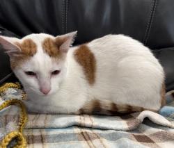 Found/Stray Female Cat last seen Cutten and Harfrave, Houston, TX 77069