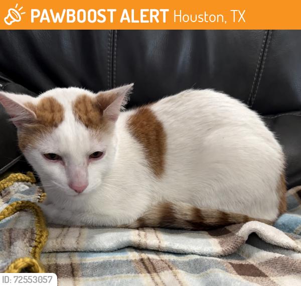 Found/Stray Female Cat last seen Cutten and Harfrave, Houston, TX 77069