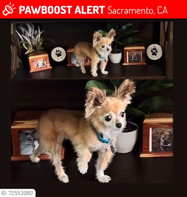 Lost Female Dog last seen Northgate blvd and West El Camino , Sacramento, CA 95833