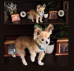Lost Female Dog last seen Northgate blvd and West El Camino , Sacramento, CA 95833
