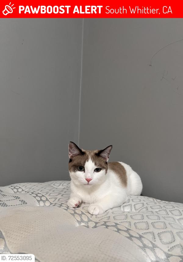 Lost Female Cat last seen Colima Rd, Telegraph Rd,, South Whittier, CA 90604