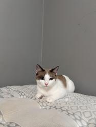 Lost Female Cat last seen Colima Rd, Telegraph Rd,, South Whittier, CA 90604