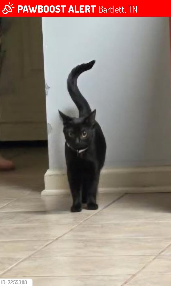 Lost Female Cat last seen Old Brownsville Rd and Billy Maher Rd, Bartlett, TN 38135