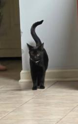 Lost Female Cat last seen Old Brownsville Rd and Billy Maher Rd, Bartlett, TN 38135