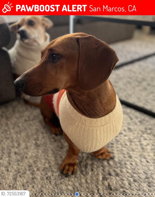 Lost Male Dog last seen Mulberry, San Marcos, CA 92069