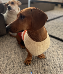 Lost Male Dog last seen Mulberry, San Marcos, CA 92069