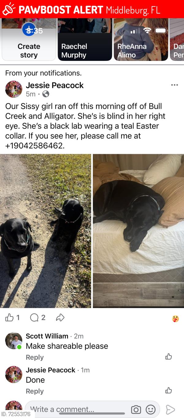 Lost Female Dog last seen Near Buckhead rd, Middleburg, FL 32068