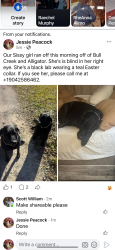 Lost Female Dog last seen Near Buckhead rd, Middleburg, FL 32068