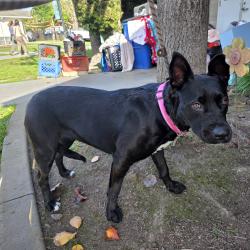 Found/Stray Female Dog last seen Near BLK PINE AVE, LB 90807, Long Beach, CA 90807