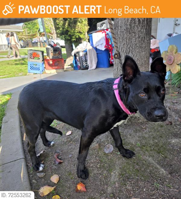 Found/Stray Female Dog last seen Near BLK PINE AVE, LB 90807, Long Beach, CA 90807