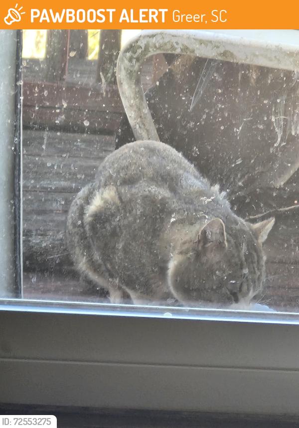 Found/Stray Male Cat last seen Crestview Hills neighborhood Lakeside, Greer, SC 29651