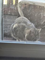 Found/Stray Male Cat last seen Crestview Hills neighborhood Lakeside, Greer, SC 29651