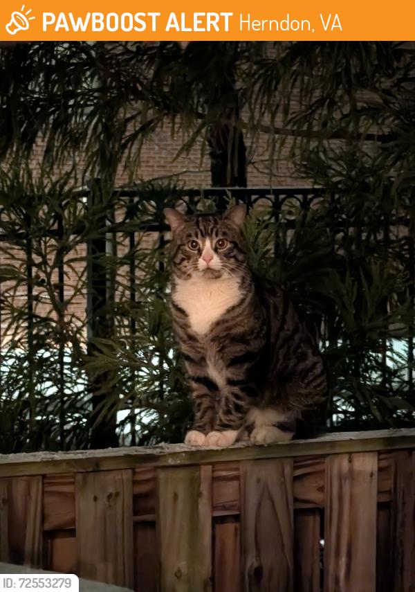 Found/Stray Unknown Cat last seen Herndon Middle School, Herndon, VA 20170