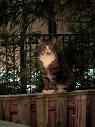 Found/Stray Unknown Cat last seen Herndon Middle School, Herndon, VA 20170