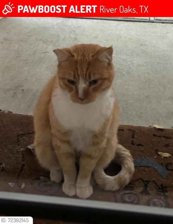 Lost Male Cat last seen Inspiration Lane, Yale, Miller, Nancy Lane, River Oaks, TX 76114