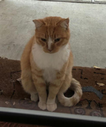 Lost Male Cat last seen Inspiration Lane, Yale, Miller, Nancy Lane, River Oaks, TX 76114