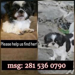 Lost Female Dog last seen Somercotes ln and Ferness ln, Channelview, TX 77530
