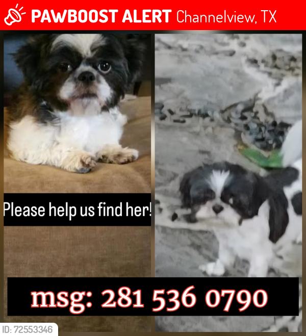 Lost Female Dog last seen Somercotes ln and Ferness ln, Channelview, TX 77530