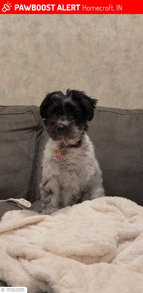 Lost Female Dog last seen Banta Road and US 31 Indianapolis, In, Homecroft, IN 46227