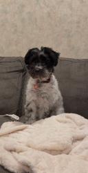 Lost Female Dog last seen Banta Road and US 31 Indianapolis, In, Homecroft, IN 46227