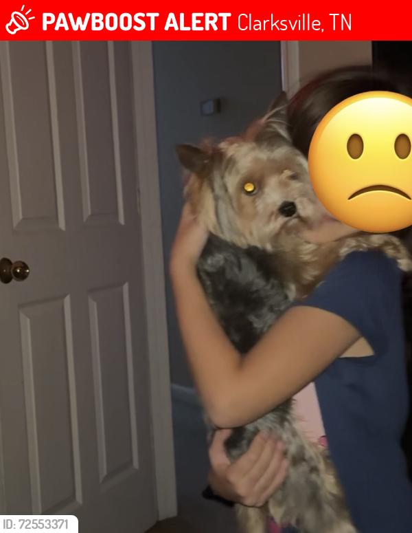 Lost Male Dog last seen cabana drive, Clarksville, TN 37042
