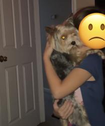Lost Male Dog last seen cabana drive, Clarksville, TN 37042