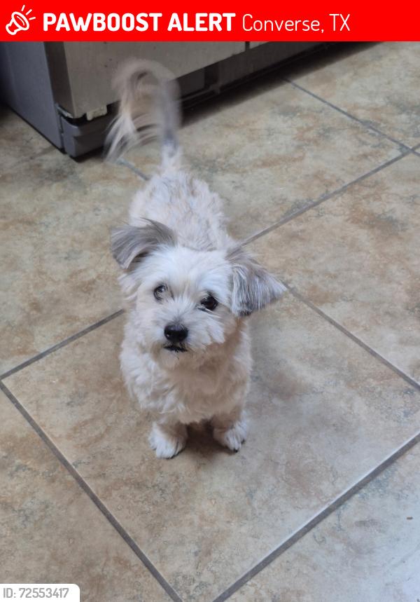 Lost Female Dog last seen Beech Trail Dr , Converse, TX 78109